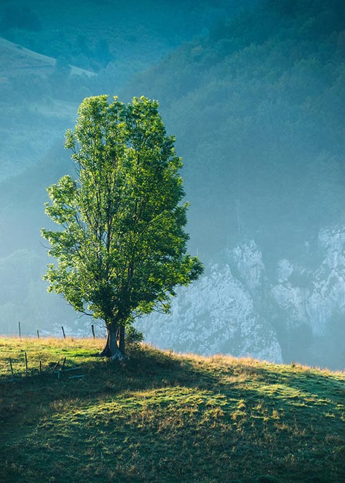 Plant a Tree in Their Name