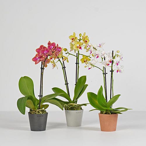 Best 28th Anniversary Gifts: Orchids